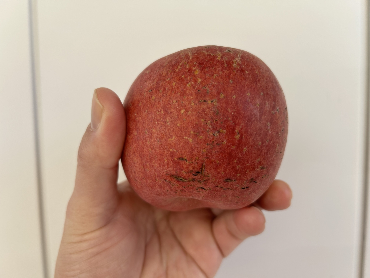 WR-1 ワケありりんご 約4kg | 王将果樹園